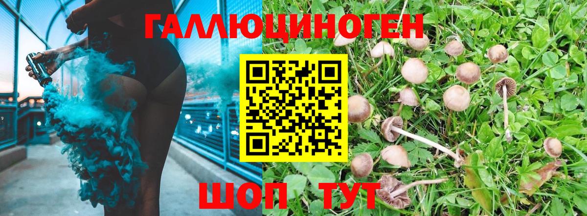 Галлюциногенные грибы Psilocybe Нефтекумск