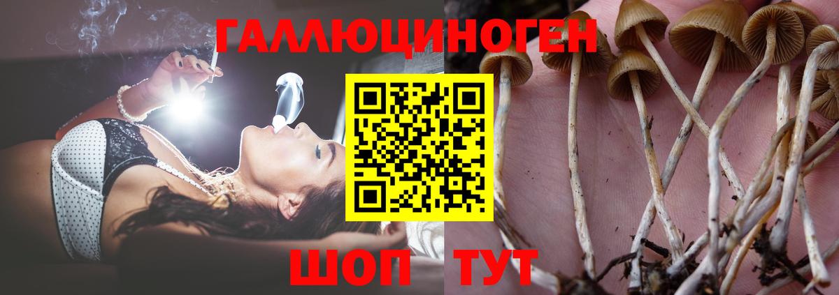 Псилоцибиновые грибы мицелий  Вход с VPN  Нефтекумск 